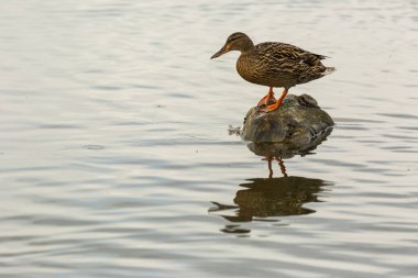 Baharda Mallard Aiguamolls De L Emporda Doğa Parkı, İspanya.