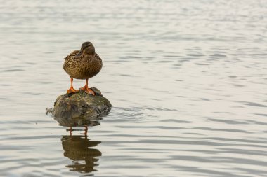 Baharda Mallard Aiguamolls De L Emporda Doğa Parkı, İspanya.