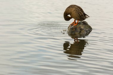 Baharda Mallard Aiguamolls De L Emporda Doğa Parkı, İspanya.