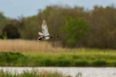 Baharda Mallard Aiguamolls De L Emporda Doğa Parkı, İspanya.