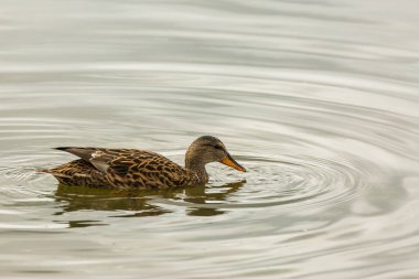 Baharda Mallard Aiguamolls De L Emporda Doğa Parkı, İspanya.