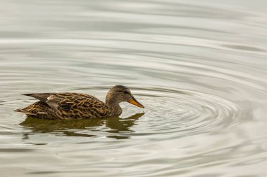 Baharda Mallard Aiguamolls De L Emporda Doğa Parkı, İspanya.
