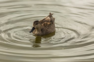 Baharda Mallard Aiguamolls De L Emporda Doğa Parkı, İspanya.