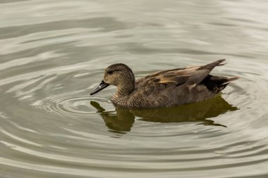 Baharda Mallard Aiguamolls De L Emporda Doğa Parkı, İspanya.