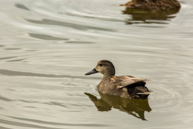 Baharda Mallard Aiguamolls De L Emporda Doğa Parkı, İspanya.