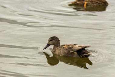 Baharda Mallard Aiguamolls De L Emporda Doğa Parkı, İspanya.