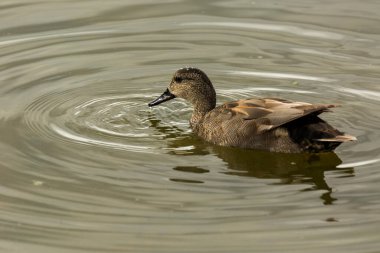 Baharda Mallard Aiguamolls De L Emporda Doğa Parkı, İspanya.