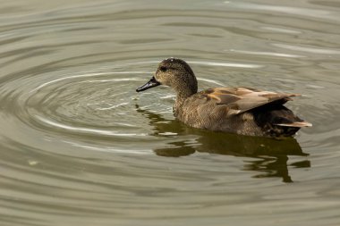 Baharda Mallard Aiguamolls De L Emporda Doğa Parkı, İspanya.