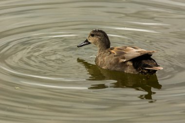 Baharda Mallard Aiguamolls De L Emporda Doğa Parkı, İspanya.