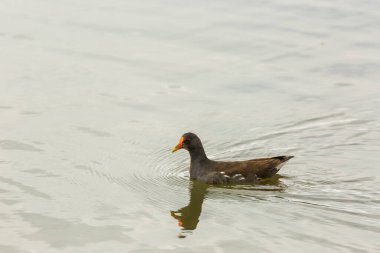 Aiguamolls De L Emporda Doğa Rezervi, İspanya.