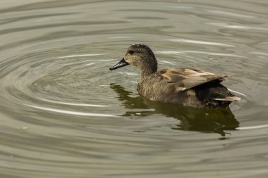 Baharda Mallard Aiguamolls De L Emporda Doğa Parkı, İspanya.
