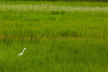 Aiguamolls De L Emporda Doğa Rezervi, İspanya.