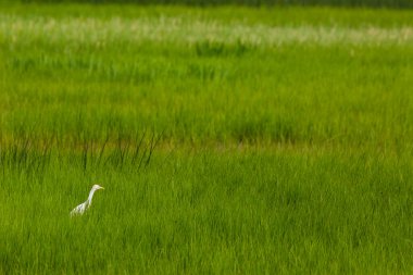 Aiguamolls De L Emporda Doğa Rezervi, İspanya.