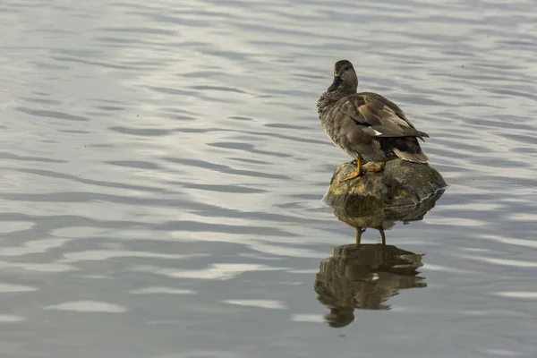 Mallard Spring Aiguamolls Emporda Nature Park Spain — стокове фото