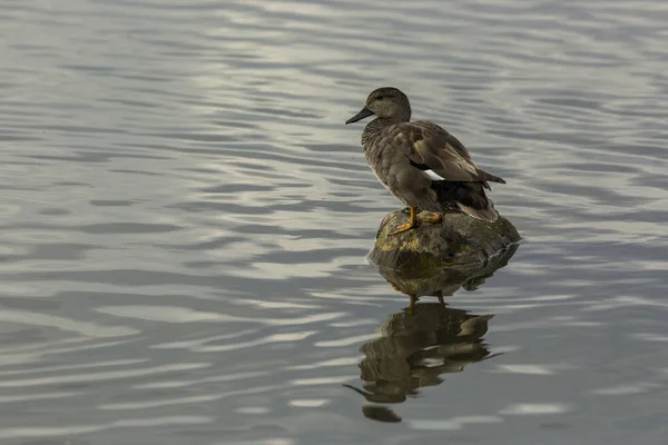 Mallard Primavera Parque Natural Aiguamolls Emporda Espanha — Fotografia de Stock