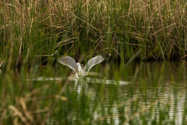 Rezerwat Przyrody Seagullin Aiguamolls Emporda Hiszpania — Zdjęcie stockowe