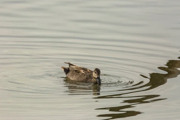 Mallard Våren Aiguamolls Emporda Naturpark Spanien — Stockfoto