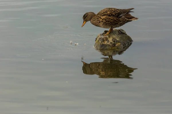 Mallard Wiosną Parku Przyrody Aiguamolls Emporda Hiszpania — Zdjęcie stockowe