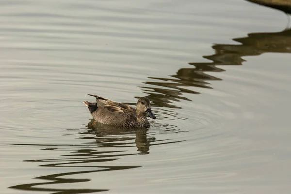 Mallard Spring Aiguamolls Emporda Nature Park Spain — Stok fotoğraf