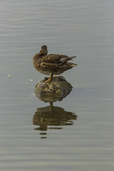 Baharda Mallard Aiguamolls Emporda Doğa Parkı Spanya — Stok fotoğraf