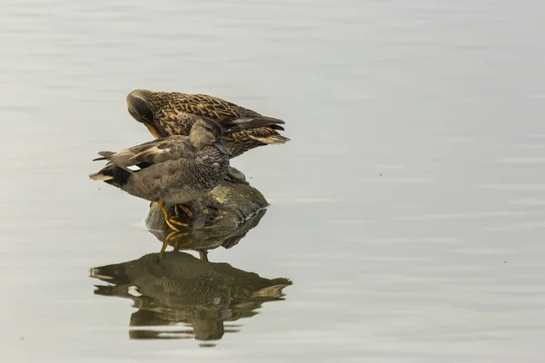 Mallard Spring Aiguamolls Emporda Nature Park Spain — 스톡 사진