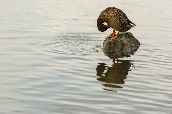 Mallard Spring Aiguamolls Emporda Nature Park Spain — стоковое фото