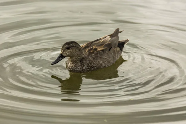 Mallard Spring Aiguamolls Emporda Nature Park Spain — ストック写真