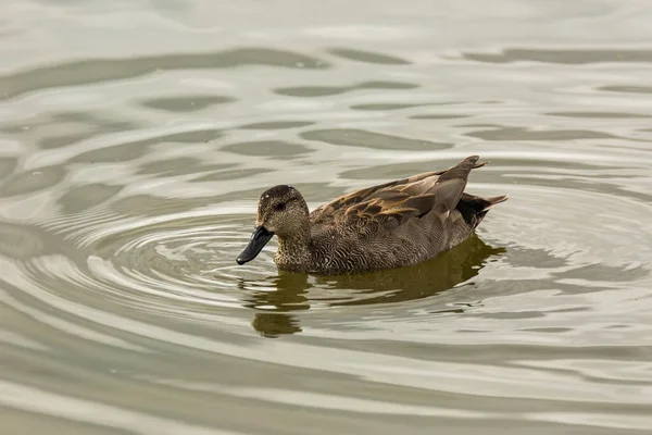 Baharda Mallard Aiguamolls Emporda Doğa Parkı Spanya — Stok fotoğraf