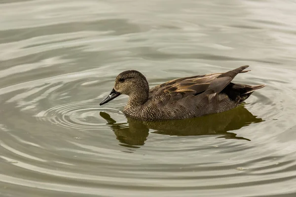 Baharda Mallard Aiguamolls De L Emporda Doğa Parkı, İspanya.