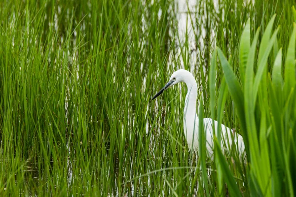 Petite Aigrette Aiguamolls Emporda Nature Park Espagne — Photo