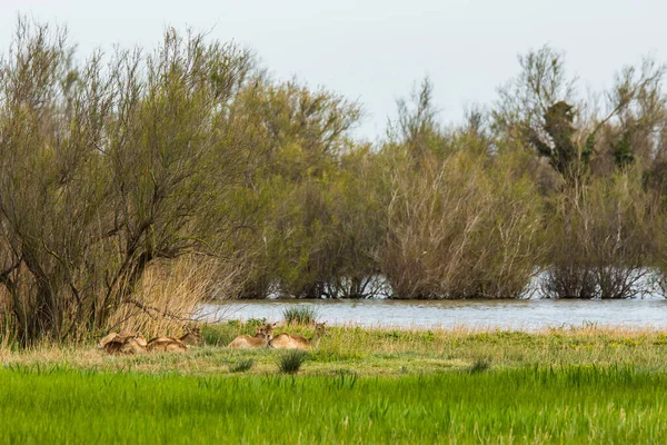 Pôr Sol Aves Aiguamolls Emporda Nature Reserve Espanha — Fotografia de Stock