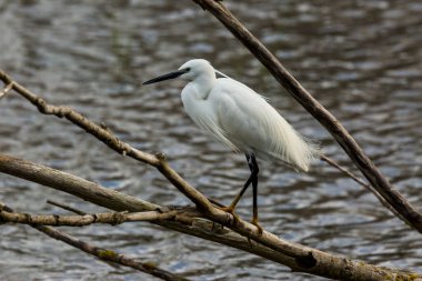 İspanya 'daki AIguamolls De L Emporda Doğa Parkı' nda küçük bir balıkçıl.