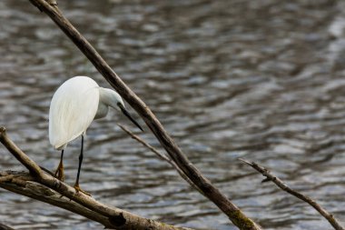 İspanya 'daki AIguamolls De L Emporda Doğa Parkı' nda küçük bir balıkçıl.