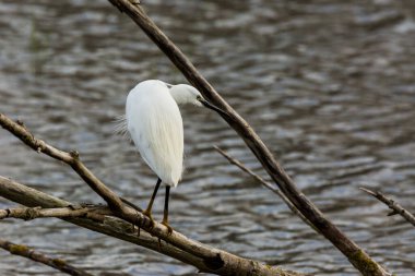 İspanya 'daki AIguamolls De L Emporda Doğa Parkı' nda küçük bir balıkçıl.