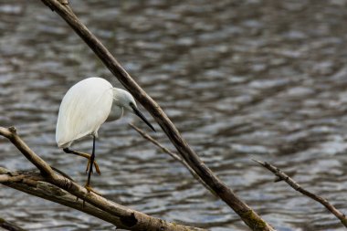 İspanya 'daki AIguamolls De L Emporda Doğa Parkı' nda küçük bir balıkçıl.