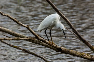 İspanya 'daki AIguamolls De L Emporda Doğa Parkı' nda küçük bir balıkçıl.
