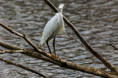 Little egret in AIguamolls De L Emporda Nature Park, Spain.