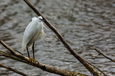 İspanya 'daki AIguamolls De L Emporda Doğa Parkı' nda küçük bir balıkçıl.