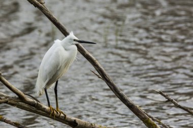 İspanya 'daki AIguamolls De L Emporda Doğa Parkı' nda küçük bir balıkçıl.
