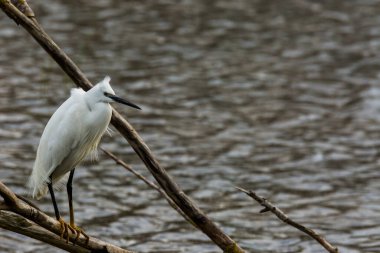 İspanya 'daki AIguamolls De L Emporda Doğa Parkı' nda küçük bir balıkçıl.