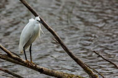 İspanya 'daki AIguamolls De L Emporda Doğa Parkı' nda küçük bir balıkçıl.
