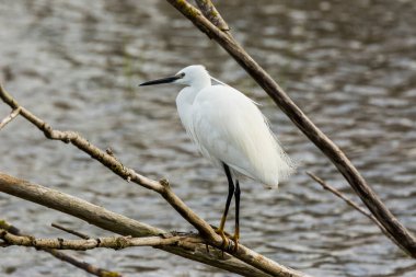 İspanya 'daki AIguamolls De L Emporda Doğa Parkı' nda küçük bir balıkçıl.