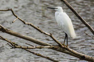 İspanya 'daki AIguamolls De L Emporda Doğa Parkı' nda küçük bir balıkçıl.