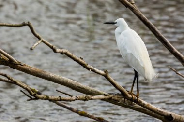 İspanya 'daki AIguamolls De L Emporda Doğa Parkı' nda küçük bir balıkçıl.