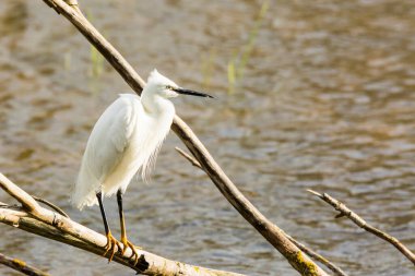İspanya 'daki AIguamolls De L Emporda Doğa Parkı' nda küçük bir balıkçıl.