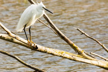 İspanya 'daki AIguamolls De L Emporda Doğa Parkı' nda küçük bir balıkçıl.