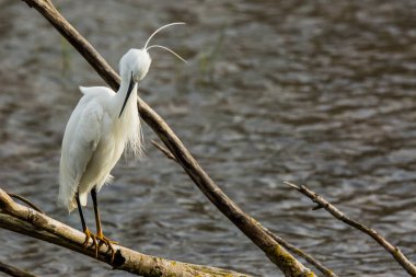 İspanya 'daki AIguamolls De L Emporda Doğa Parkı' nda küçük bir balıkçıl.