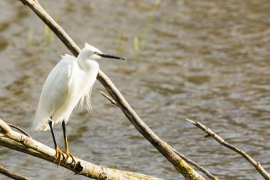 İspanya 'daki AIguamolls De L Emporda Doğa Parkı' nda küçük bir balıkçıl.