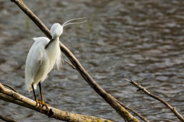 İspanya 'daki AIguamolls De L Emporda Doğa Parkı' nda küçük bir balıkçıl.