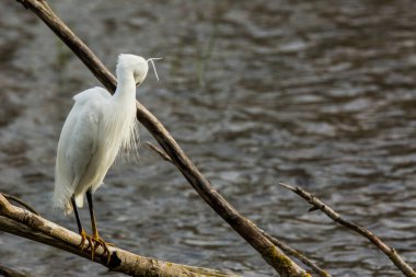 İspanya 'daki AIguamolls De L Emporda Doğa Parkı' nda küçük bir balıkçıl.